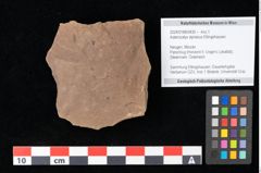 Foto (Objekt + Etikett) von Asterocalyx styriacus Ettingshausen (NHMW-GEO-2024-0188-0430)